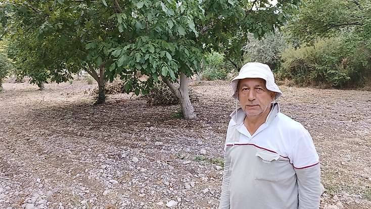 Darende’de ceviz hasadı başladı: “Ceviz, kayısının sigortasıdır”