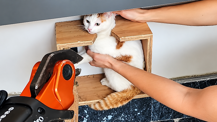 Malatya’da Sıra Dışı Kurtarma! Posta Kutusuna Sıkışan Kedi Kurtarıldı