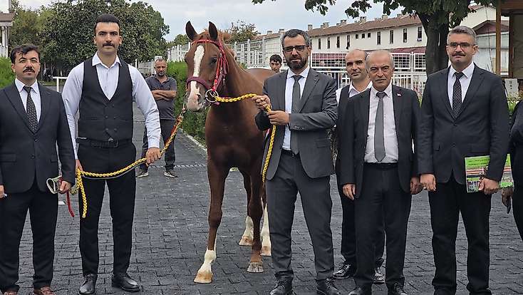 Malatya Sultansuyu’nda Tay İhalesi: 13 Tay 51,6 Milyon Lira Etti
