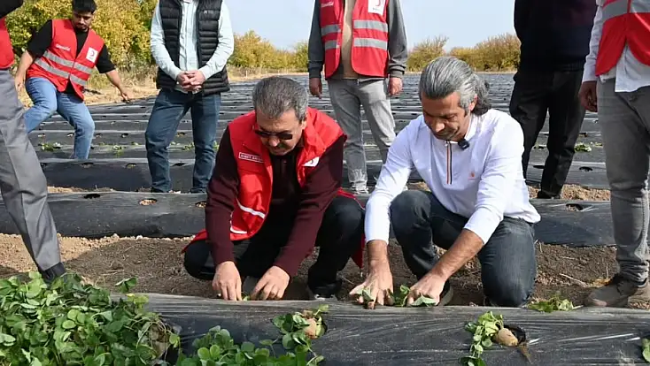 Modern Çilek Üretimiyle Malatyalı Çiftçiye Yeni Umut