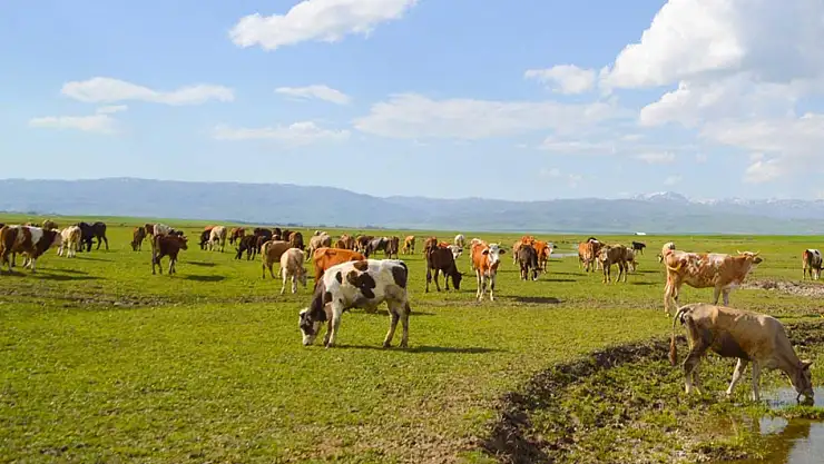 2024 yılı ikinci dönem hayvancılık destekleme başvuruları başladı