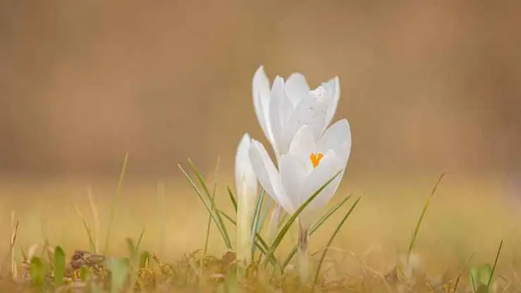 2025 Nevruz Bayramı Ne Zaman?