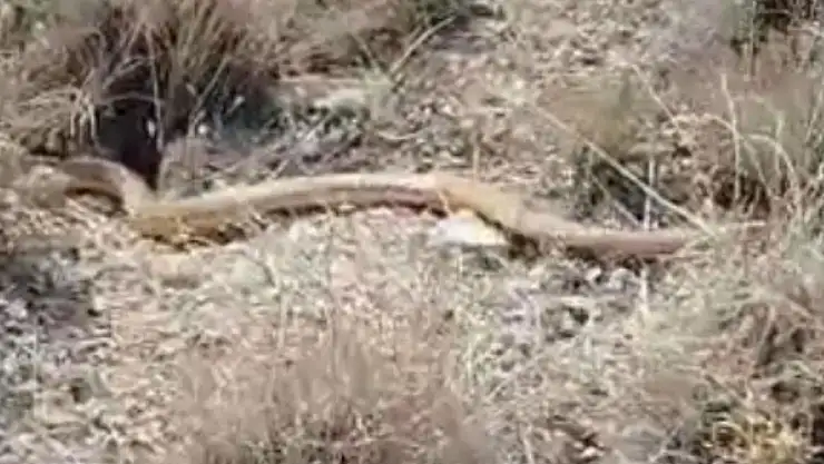 Akova Mahallesi'nde Agresif Ama Zehirsiz Yılan Paniği