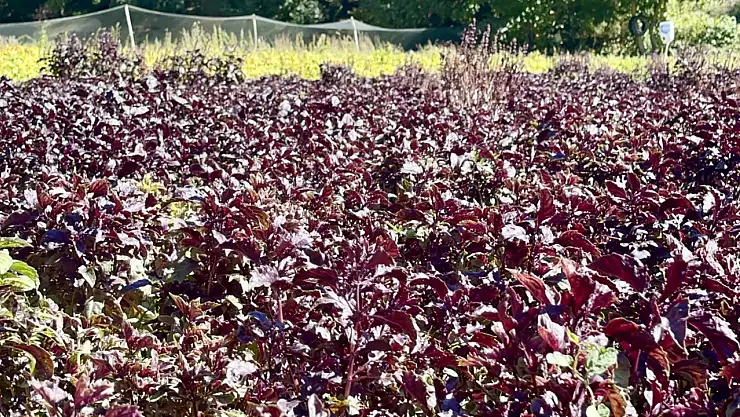 Aromasıyla Ünlenen Arapgir Reyhanı Yöreye Katma Değer Sağlıyor