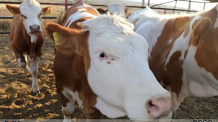 Bakanlıktan şap hastalığı açıklaması