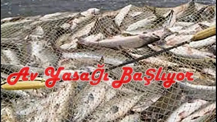Balıkçılıkta av yasağı yarın başlıyor