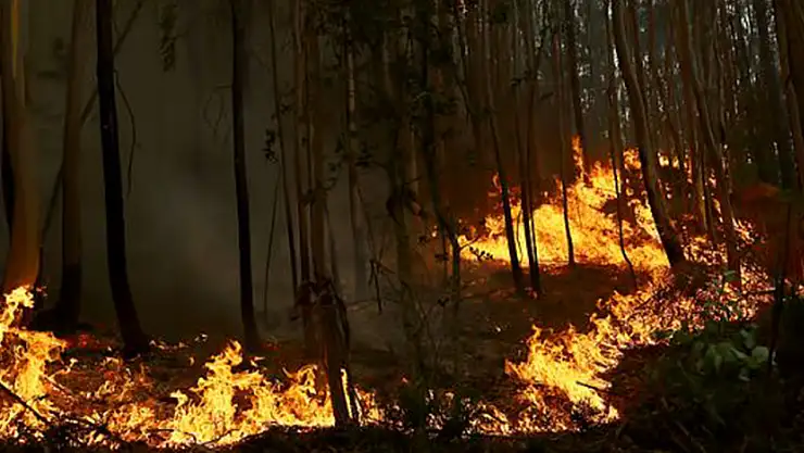 Balıkesir'de orman yangını