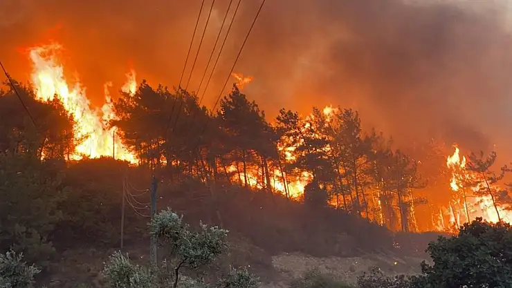 Bolu'da orman yangını