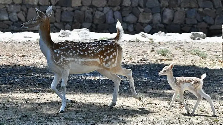Bizim Bambi