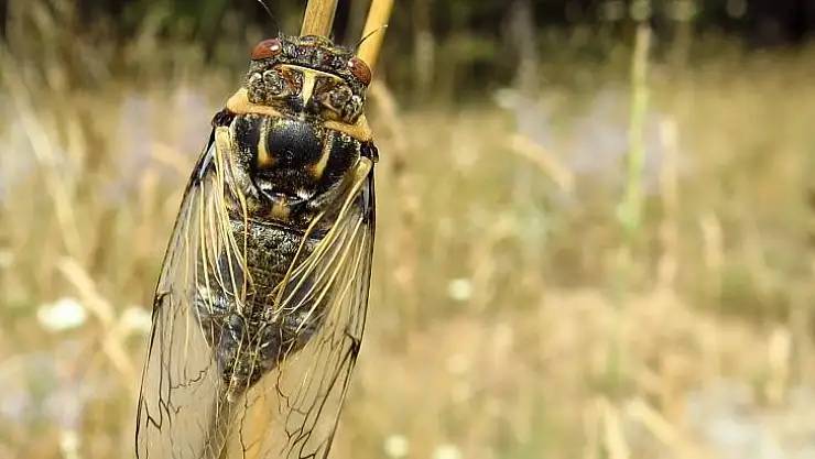 Ağustos Böceği ve İlginç Özellikleri
