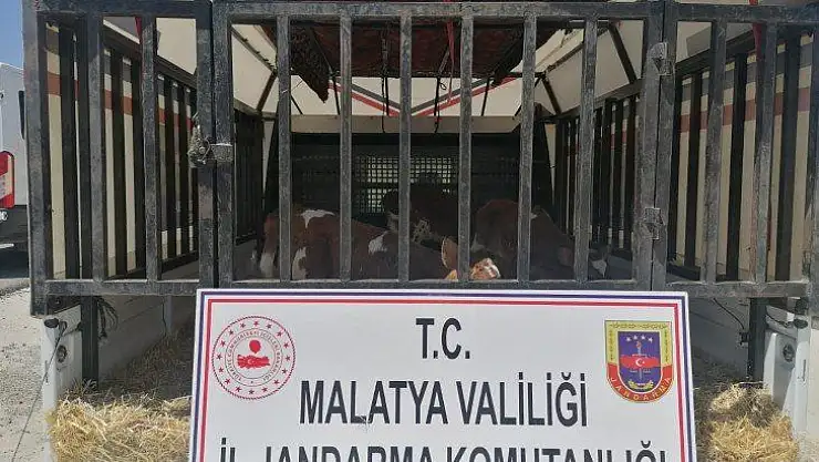 Büyükbaş Hayvan  Hırsızları Yakalandı