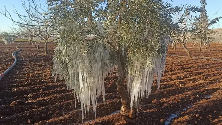 Çiftçilere zirai don uyarısı