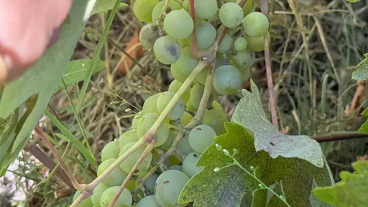 Darende'de 3 Bin Dönümlük Üzüm Bağı Yok Oldu