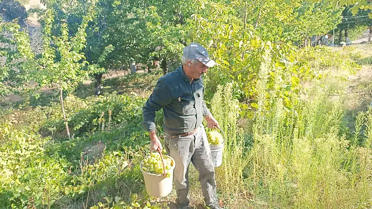 Darende'nin Meşhur Üzümleri Yok Olma Tehlikesinde