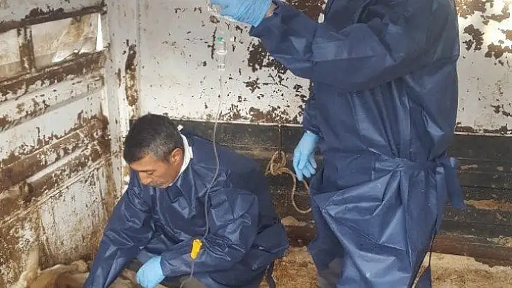 Depremde Göçük Altında Kalan Hayvanlara Tedavi Uygulandı