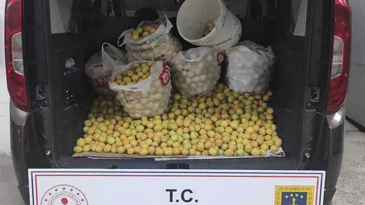 Doğanşehir ilçesi Suçatı Mahallesinde kayısı hırsızlığı