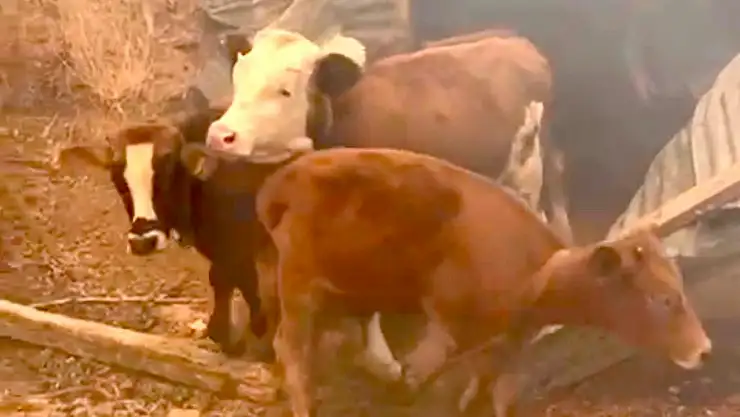 Doğanyol Yalınca mevkiinde orman yangını