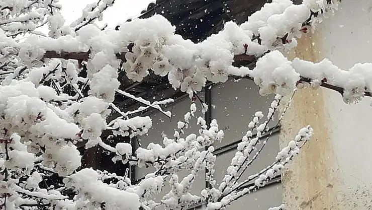 Don Zararına Devlet Desteği: Ödemeler Eylülde Başlıyor