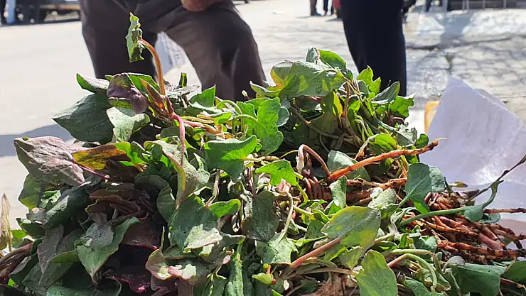 Elazığ'da bu yılın ilk kuzu kulağı tezgahlardaki yerini aldı