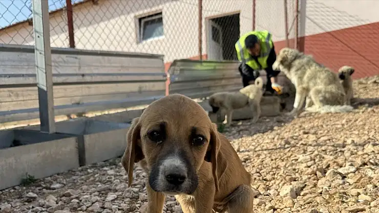 Elazığ'daki bakımevinde 8 yılda 6 bin 18 köpek kısırlaştırıldı