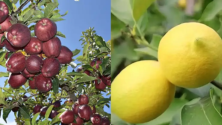 Elma ve Limon İhracatı Artık Kayda Bağlı