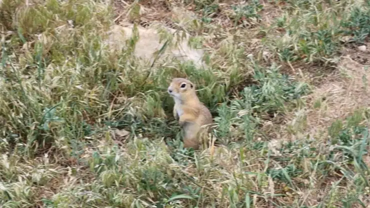 Günpınar Vadisi'nde Kırmızı Listedeki Anadolu Yer Sincabı Görüntülendi