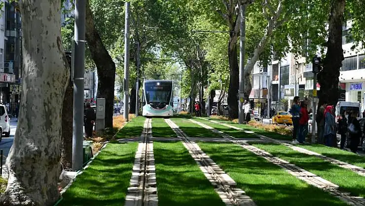 Asırlık çınarlar koruma altında