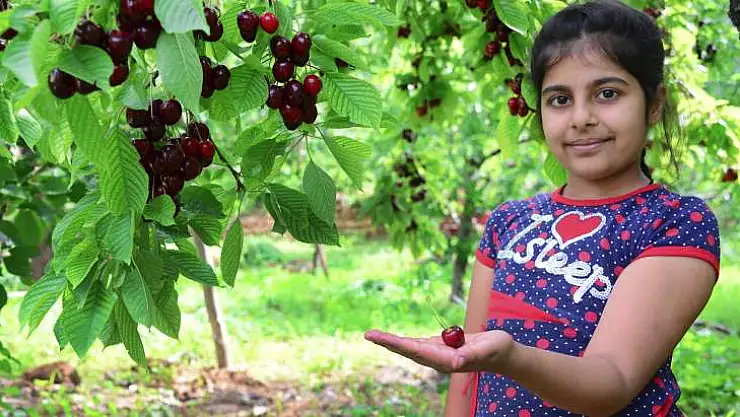 Fotoğraf severler 'Kiraz Bahçelerini' objektiflerine yansıttı