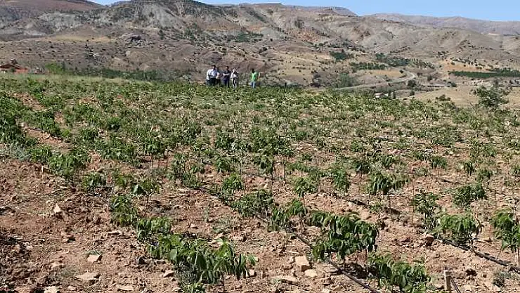 Belediye Ceviz Fidanı Yetiştiriyor