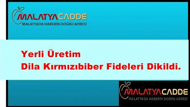 Yerli Üretim Dila Kırmızıbiber Fideleri Dikildi.