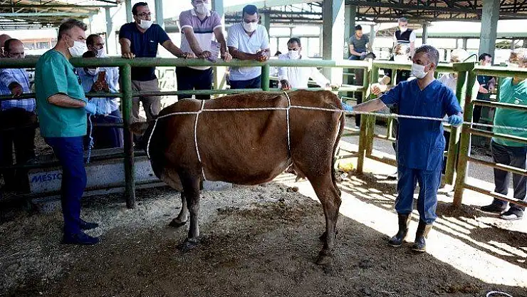 Hayvan pazarında salgın önlemleri alındı