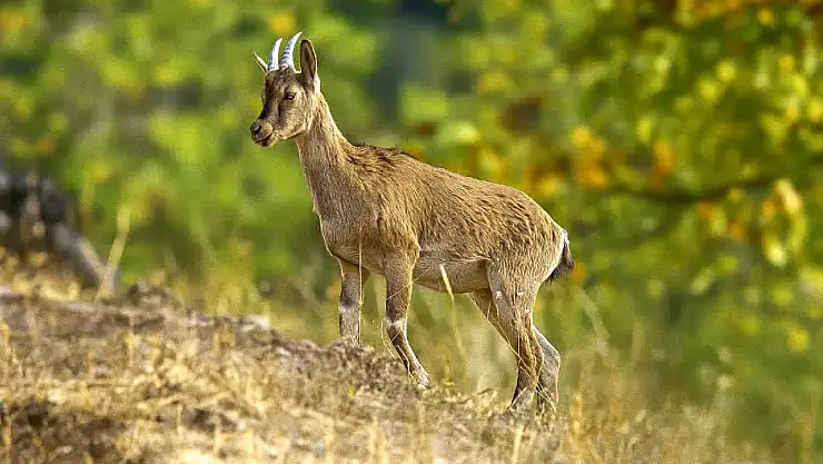 Hekimhan'da Altın Işıklarda Poz Veren Yaban Keçisi