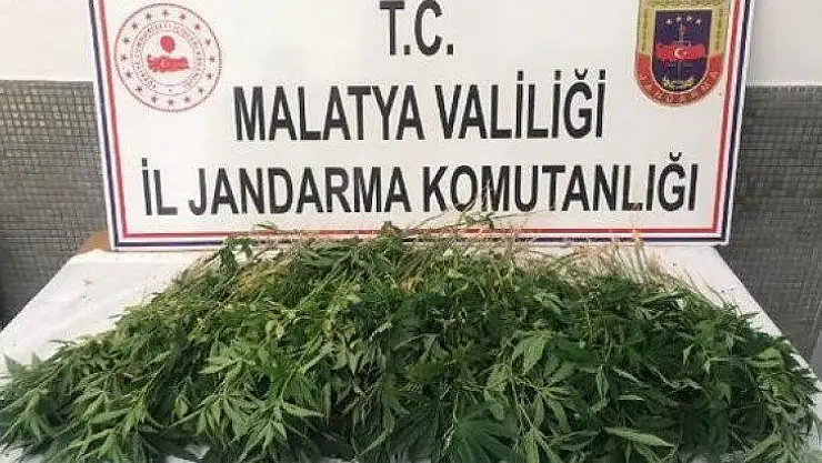 Jandarma'dan Uyuşturucu Operasyonu