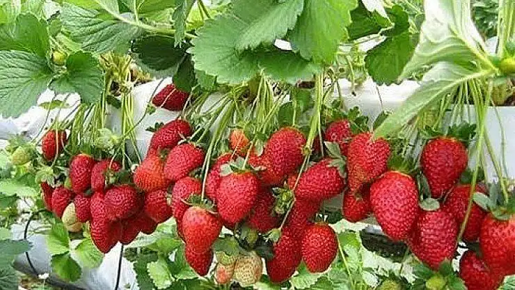 Kale Çileği Kadınlara ve Gençlere Gelir Kapısı Olacak