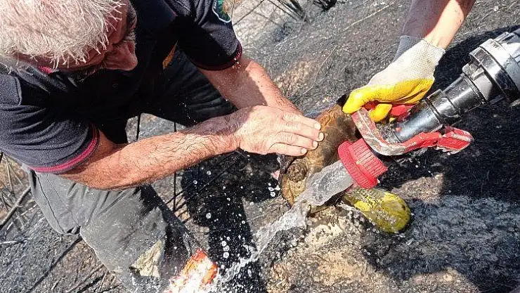 Kaplumbağa Yanmaktan Son anda Kurtarıldı
