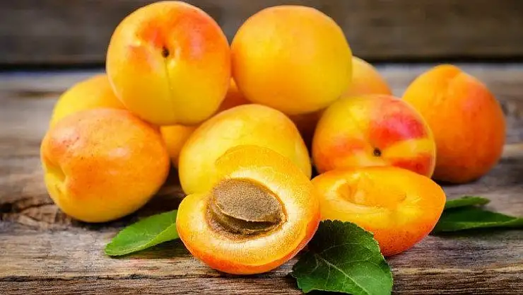 Kayısı Bahçelerinde Sonbahar Mücadelesi