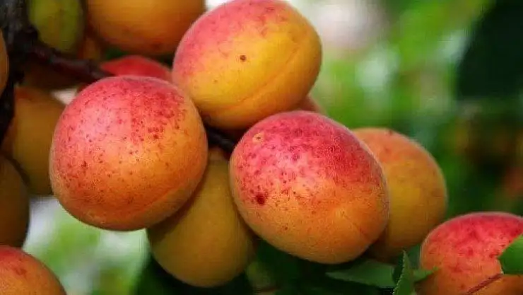 Kayısıda Şeftali Güvesi