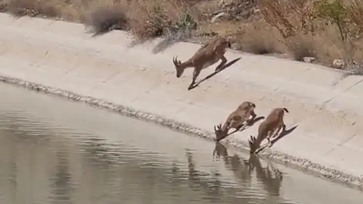 Koruma Altındaki Keçiler Vatandaşların Objektifine Takıldı