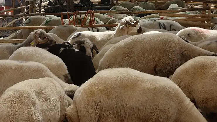 Küçükbaş hayvan üreticilerine 3,9 milyar liralık destek