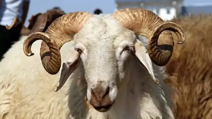 Kurban Bayramı 2025 Ne Zaman?