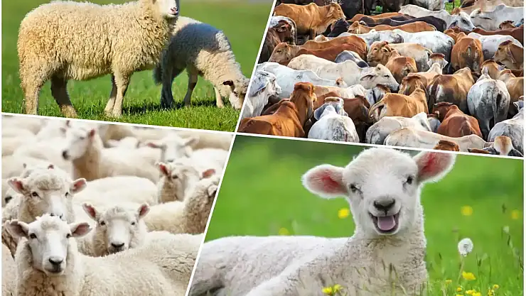 Kurban Bayramı için hazırlıklar başladı