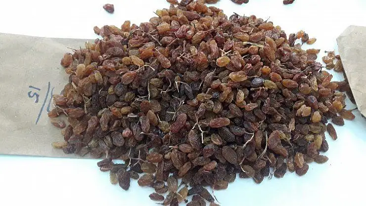 Kuru üzüm üreticilerinin imdadına TMO yetişti