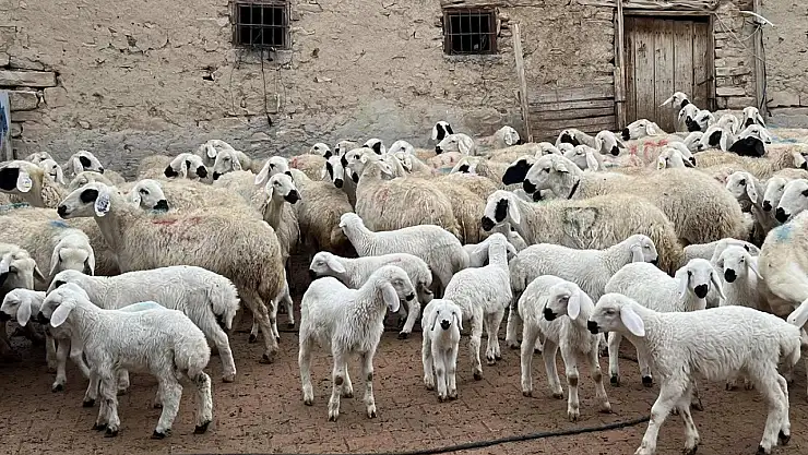 Kuzu ve oğlak desteği ikinci başvuru dönemi başladı