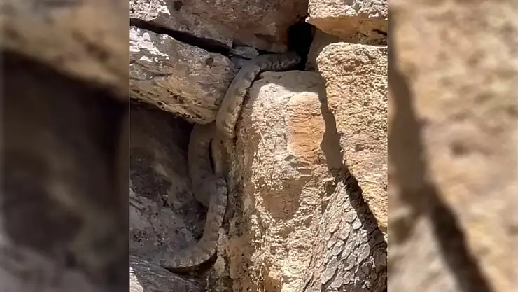 Malatya'da engerek yılanı görüldü