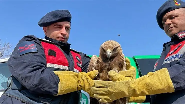 Malatya'da jandarmanın bulduğu yaralı kartal tedavi altına alındı