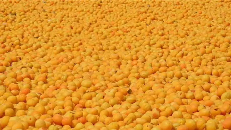 Malatya'da kayısı hasadı başladı