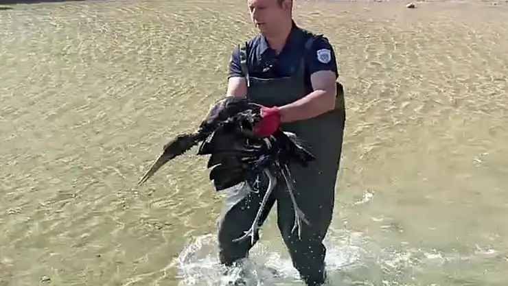 Malatya'da yaralı halde bulunan leylek koruma altına alındı