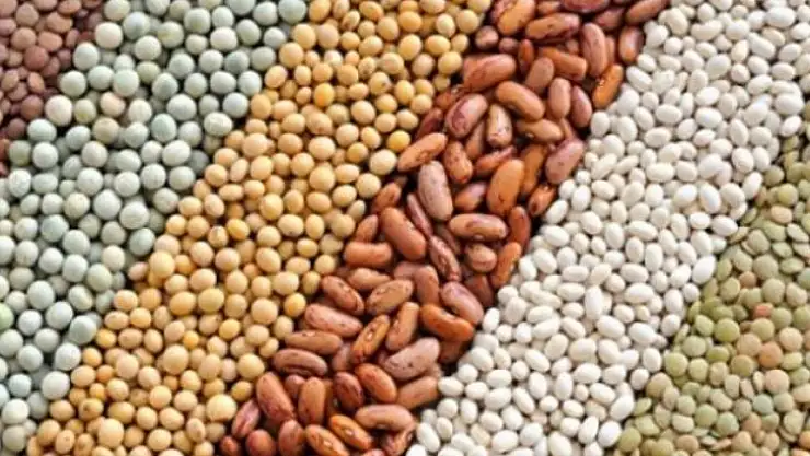 Yağlı tohumlu bitkiler