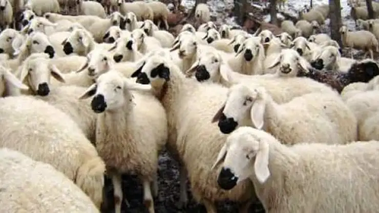 Kurbanlık Hayvan Sayısında Herhangi Bir Sıkıntı Yok