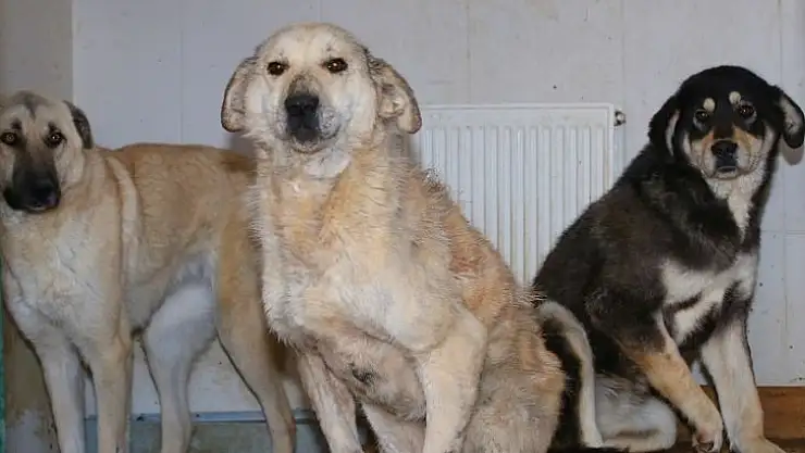 Polatlı'dan Gelen Köpekler Sağlıklarına Kavuşuyor